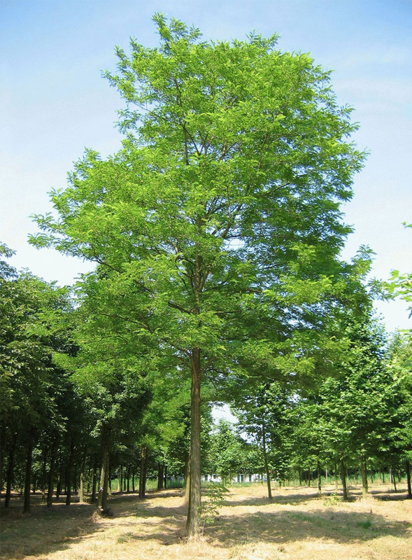 Robinia pseudoacacia 1.jpg