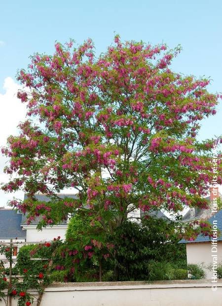 Robinia pseudoacacia Casque Rouge 1.jpg