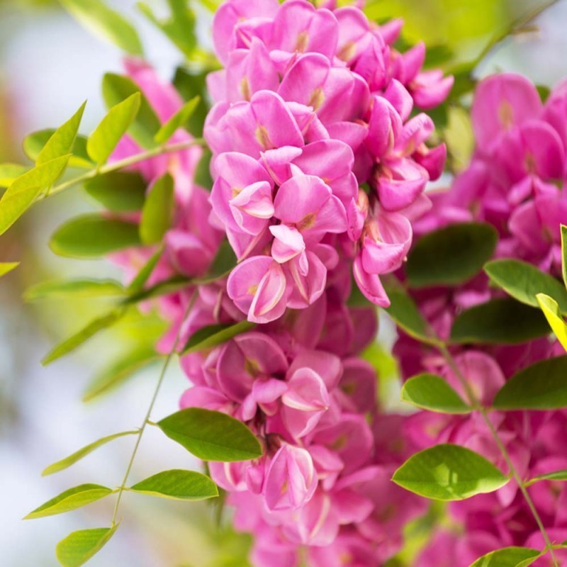 Robinia pseudoacacia Casque Rouge.jpg