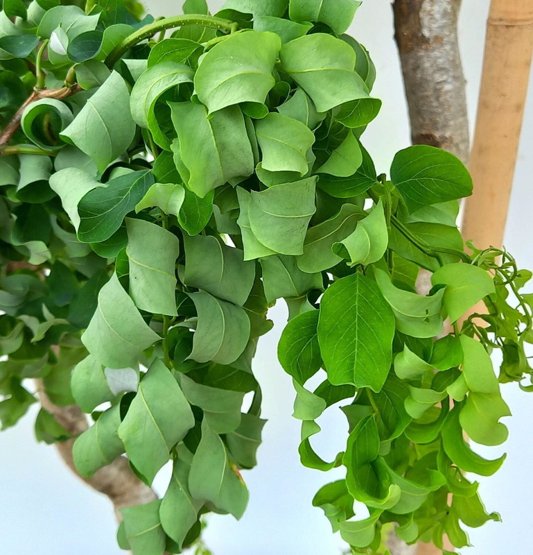 Robinia pseudoacacia Twisty Baby 1.jpg
