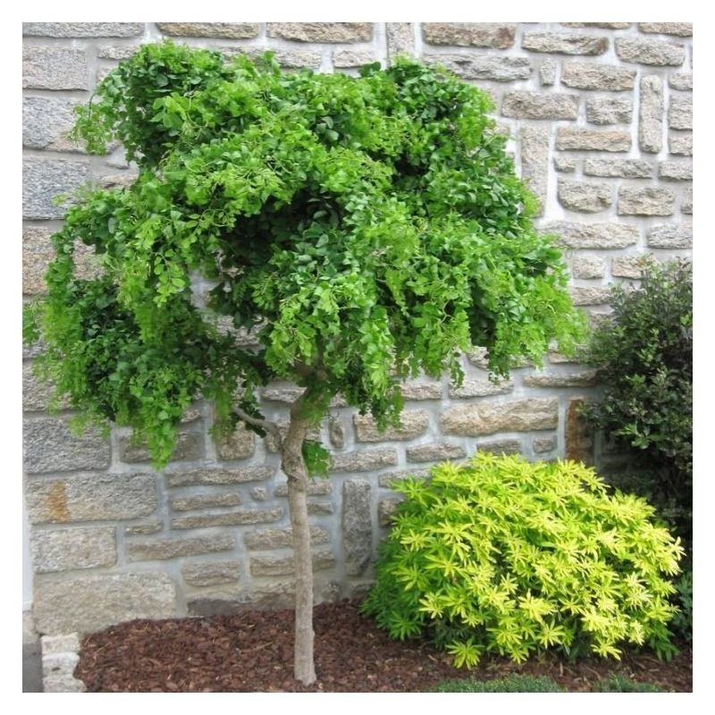 Robinia pseudoacacia Twisty Baby.jpg