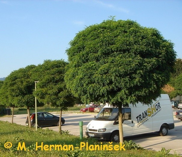 Robinia pseudoacacia Umbraculifera.jpg