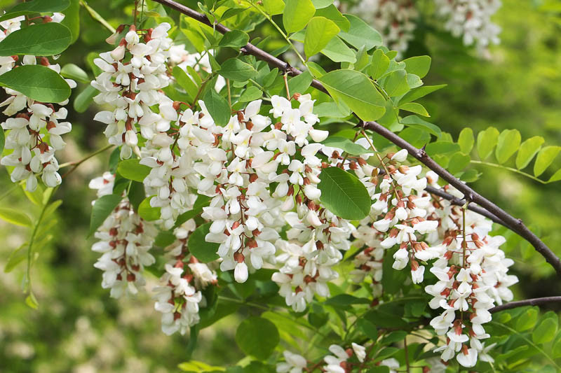 Robinia pseudoacacia.jpg