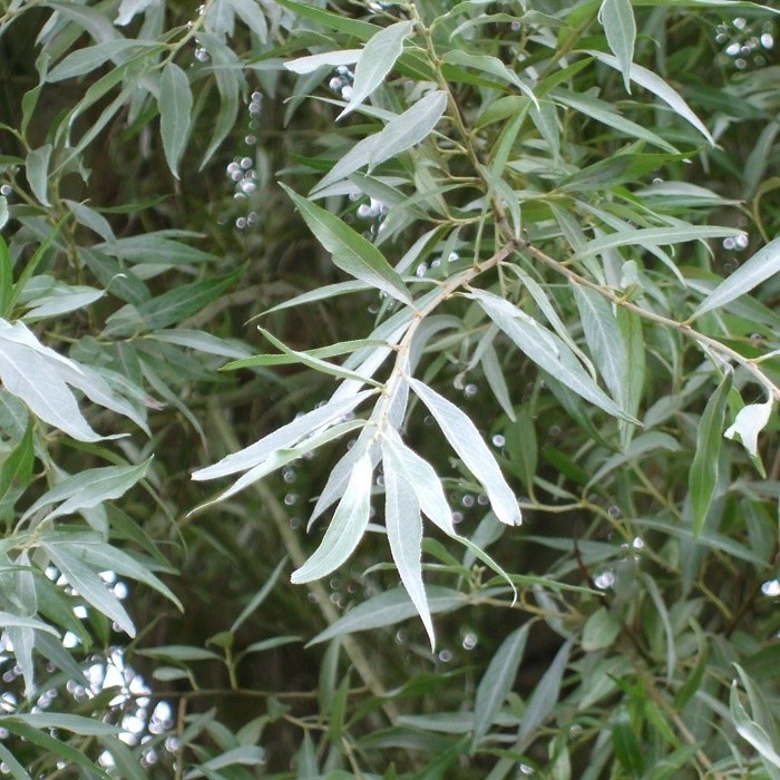 Salix alba 1.jpg