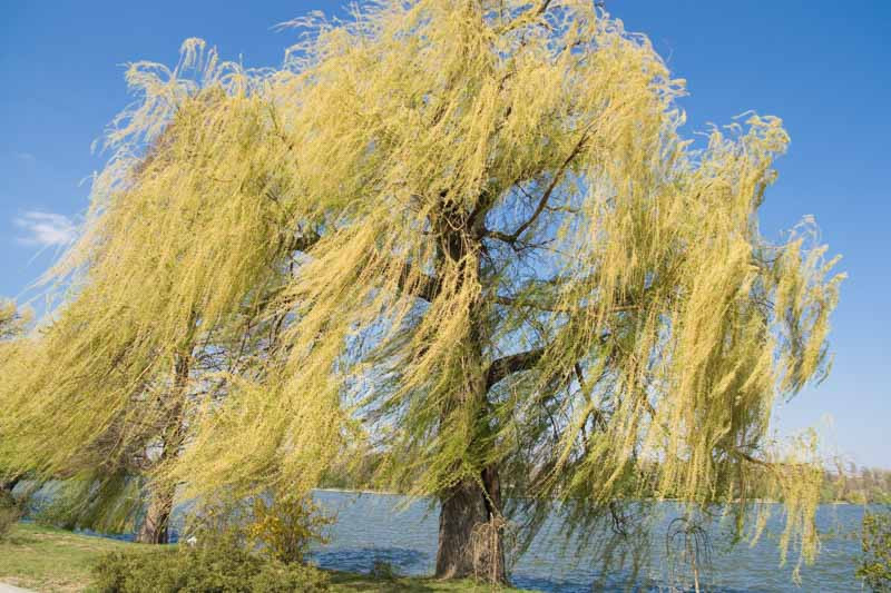 Salix alba Tristis 1.jpg