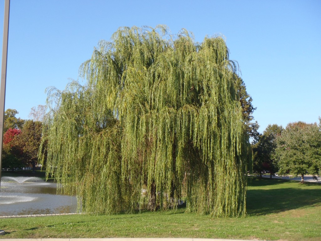 Salix alba Tristis.jpg