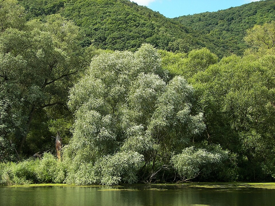Salix alba.jpg