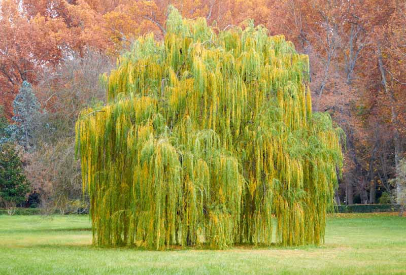 Salix babylonica.jpg