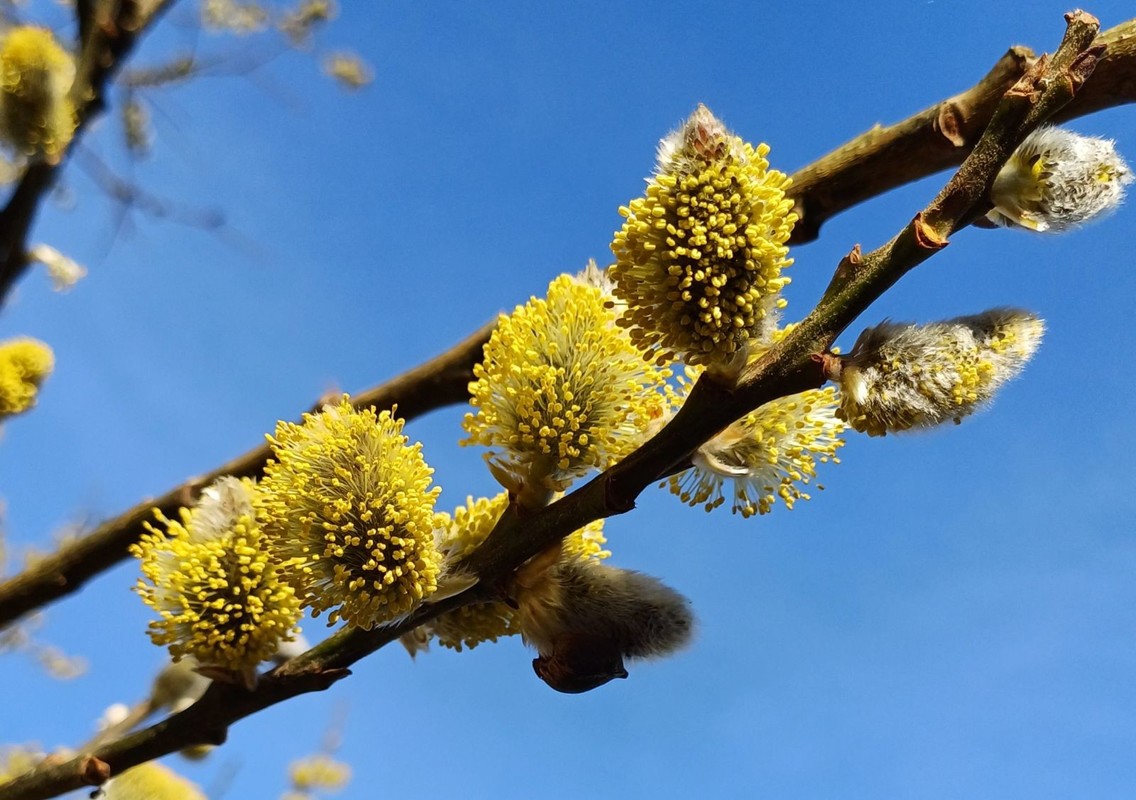 Salix caprea 1.jpg