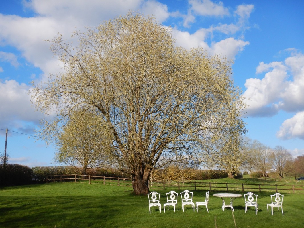 Salix caprea 2.jpg