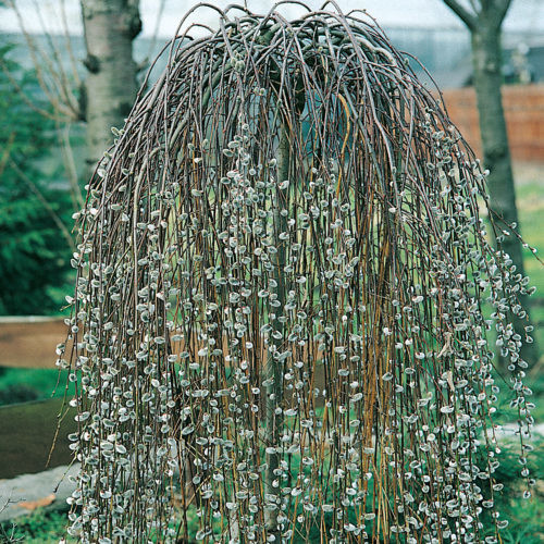 Salix caprea Pendula 1.jpg
