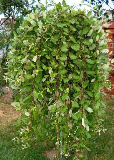 Salix caprea Pendula.jpg