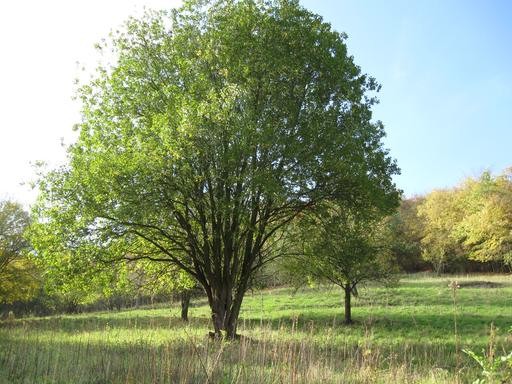 Salix caprea.jpg