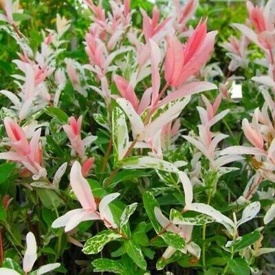 Salix integra Hakuro nishiki 1.jpg