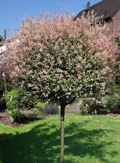 Salix integra Hakuro nishiki.jpg