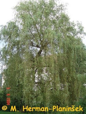Salix_babylonica_b.jpg