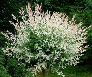 Salix integra Hakuro Nishiki Standard.jpg