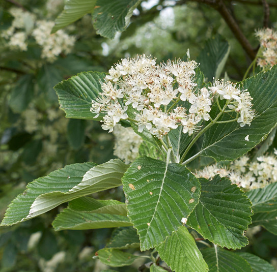 Sorbus aria 1.jpg