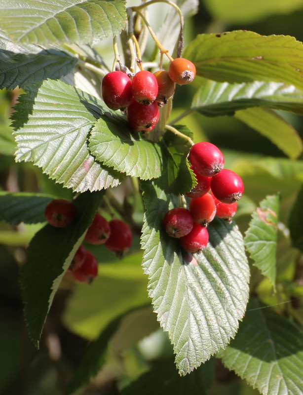 Sorbus aria 2.jpg