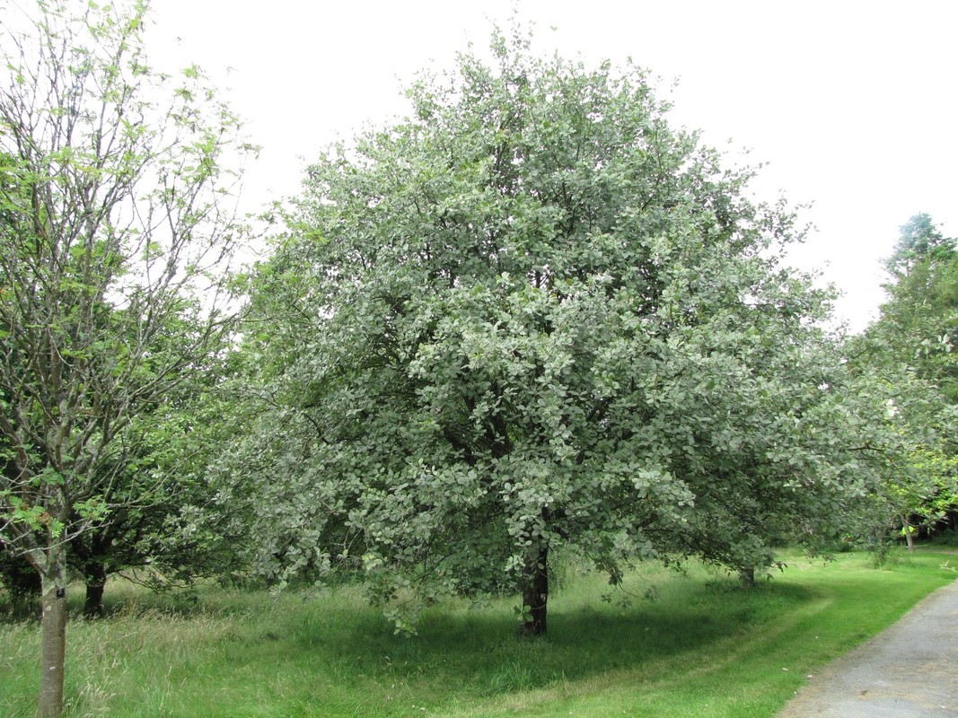Sorbus aria.jpg