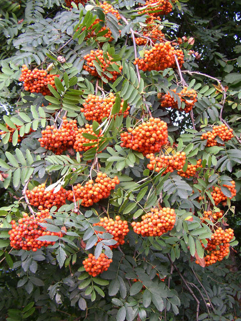 Sorbus aucuparia 1.jpg