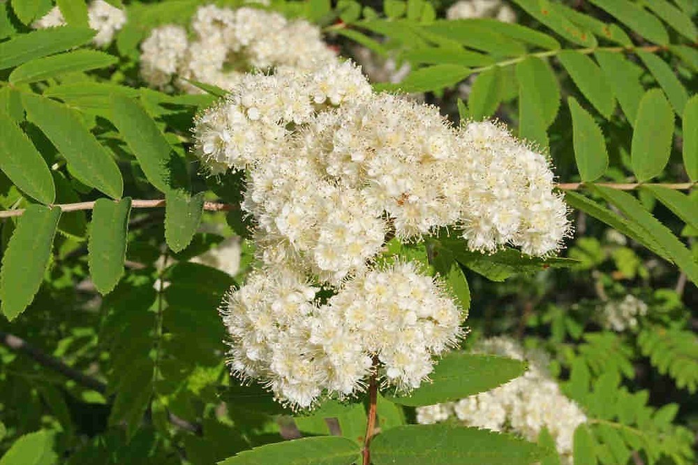 Sorbus aucuparia 2.jpg