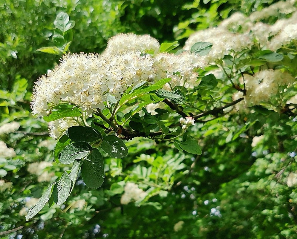 Sorbus aucuparia Edulis 1.jpg