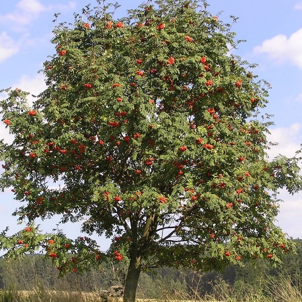 Sorbus aucuparia Edulis 2.jpg