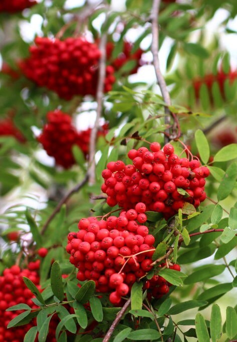 Sorbus aucuparia Edulis.jpg