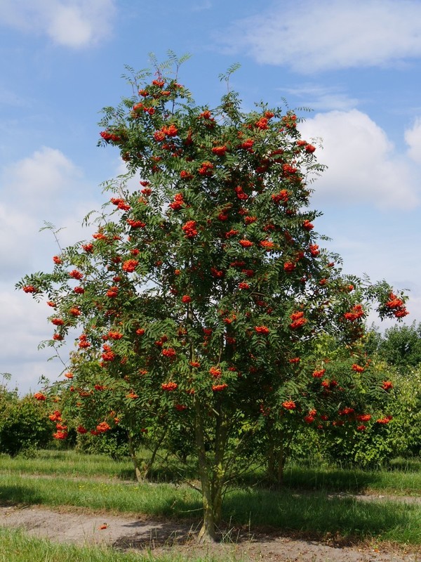 Sorbus aucuparia.jpg