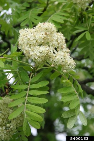Sorbus domestica 1.jpg
