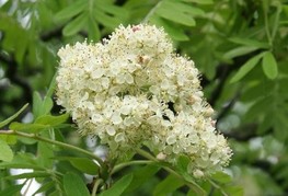 Sorbus domestica - skorš