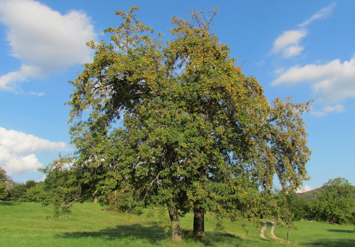 Sorbus domestica 2.jpg