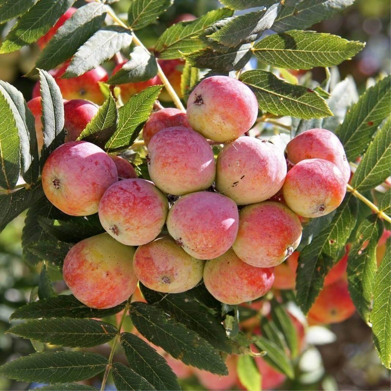 Sorbus domestica.jpg