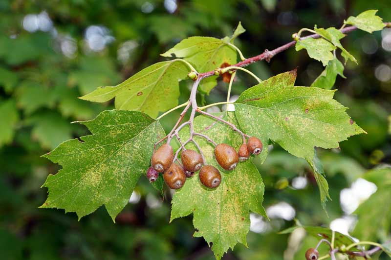Sorbus torminalis 1.jpg