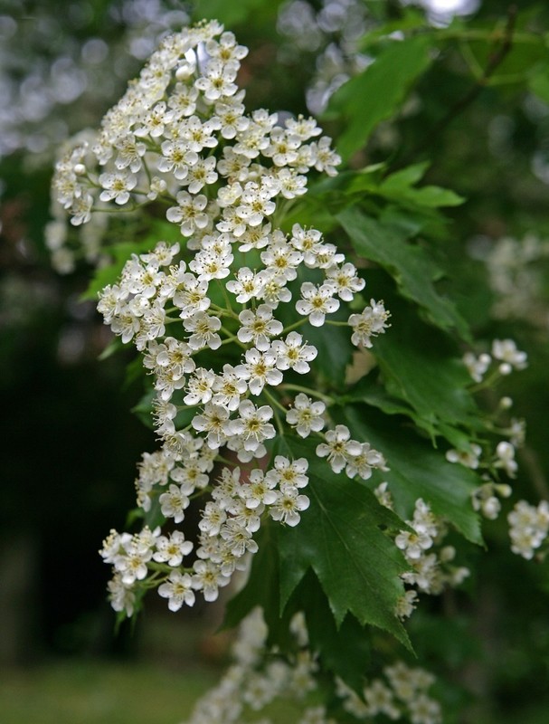 Sorbus torminalis 2.jpeg