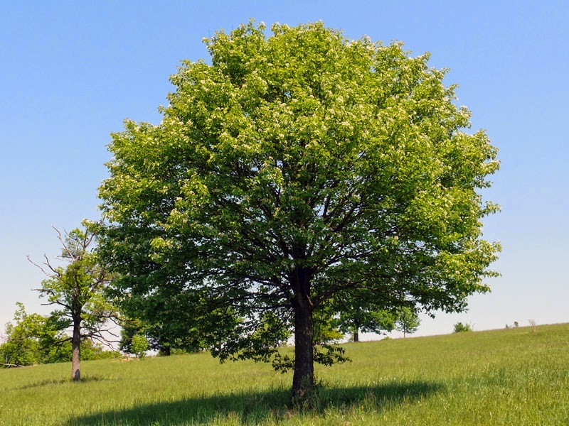 Sorbus torminalis.jpg