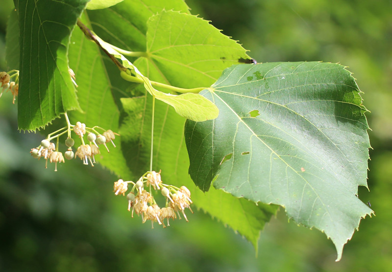 Tilia americana 1.jpg
