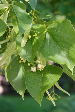 Tilia americana Nova 1.jpg