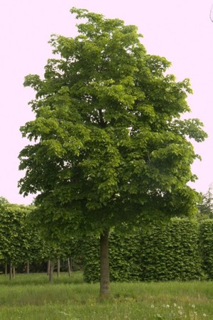 Tilia americana Nova.jpg