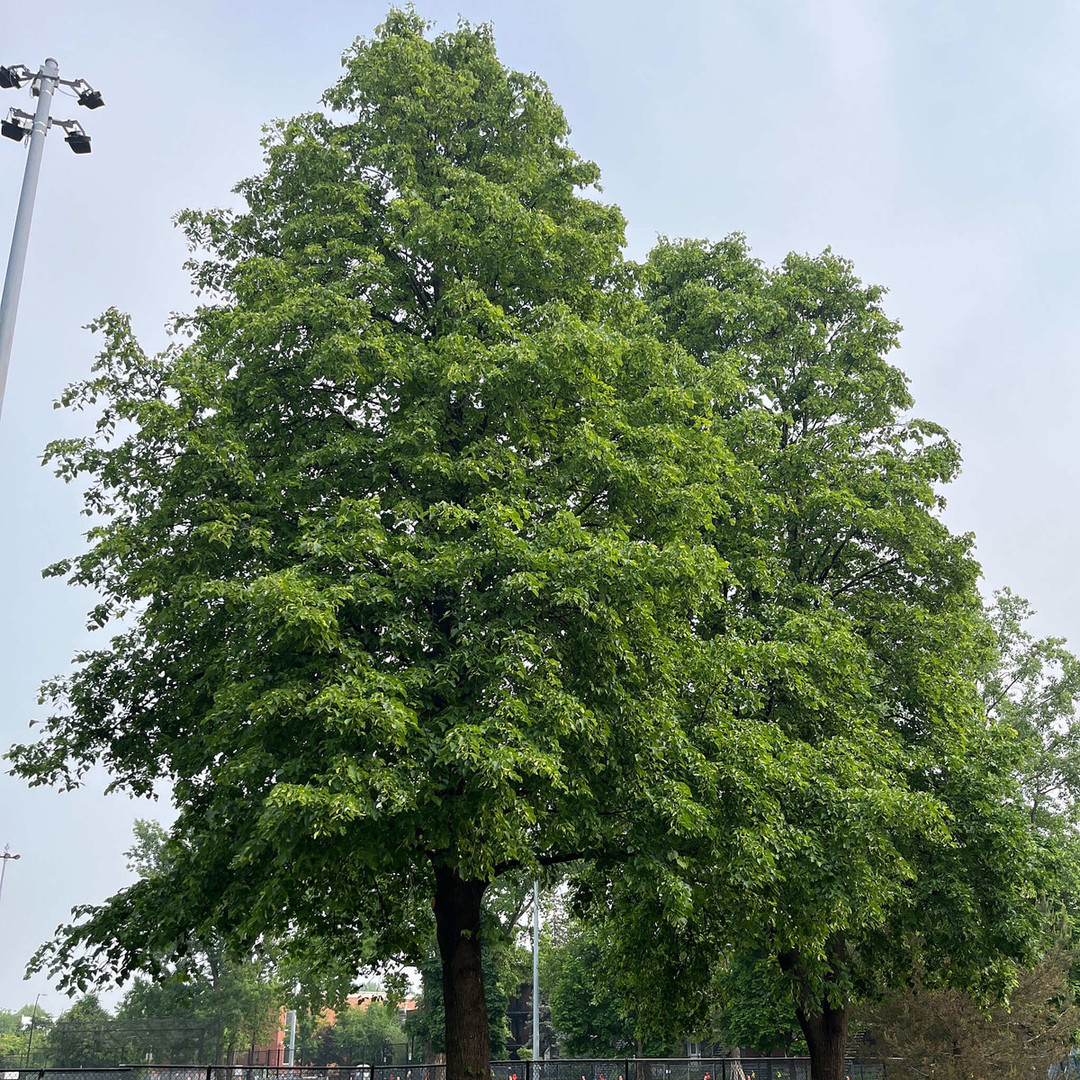 Tilia americana.jpg