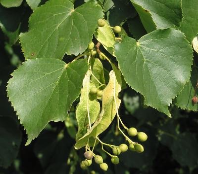 Tilia cordata 1.jpg