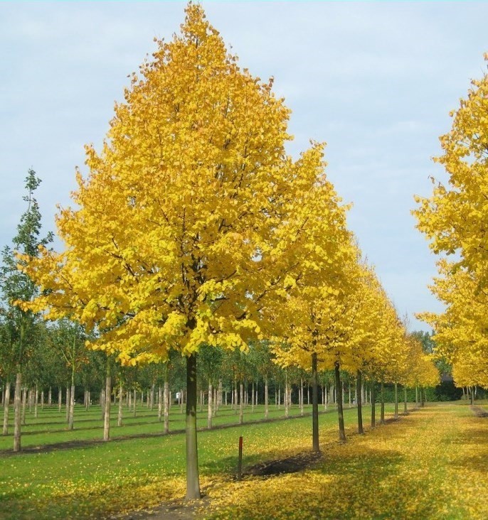 Tilia cordata Greenspire.jpg