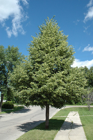 Tilia cordata Greenspire.jpg