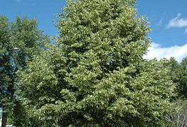 Tilia cordata 'Greenspire' - malolistna lipa, lipovec