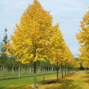 Tilia cordata Rancho 1.jpg