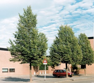 Tilia cordata Rancho.jpg
