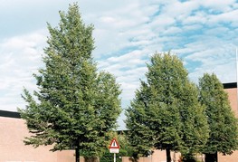 Tilia cordata 'Rancho' - malolistna lipa, lipovec