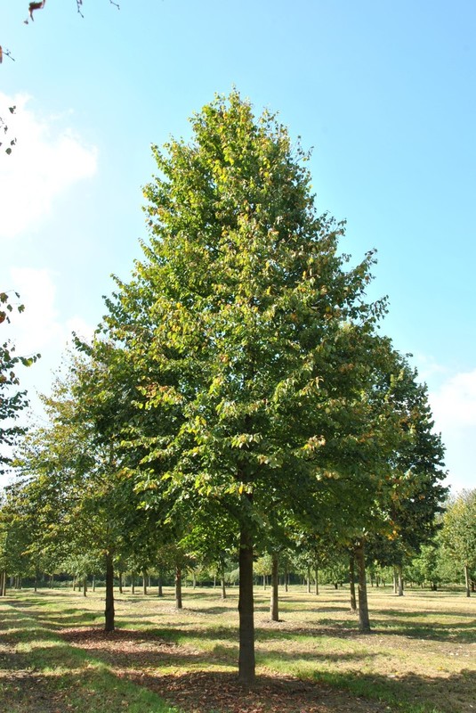 Tilia cordata.jpg