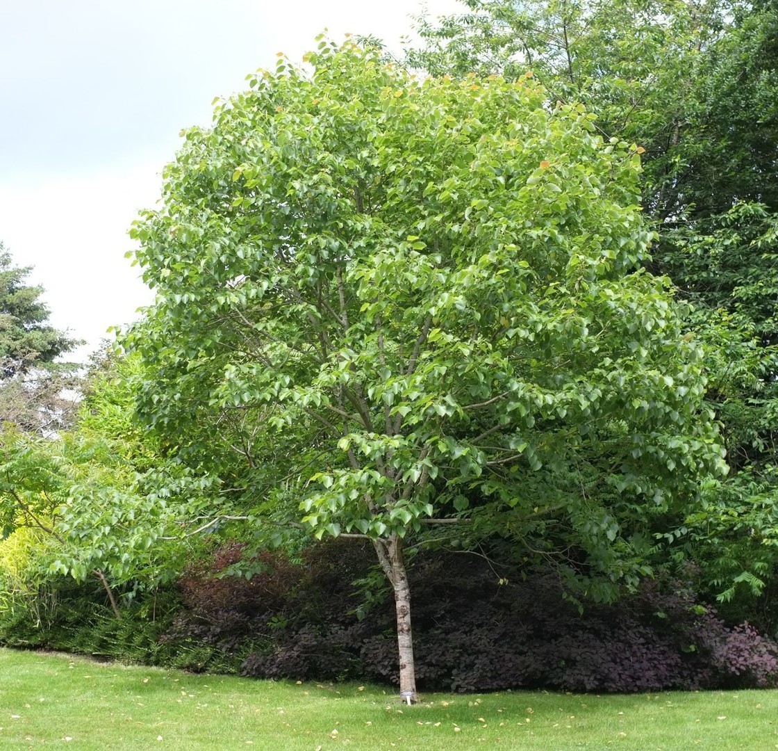 Tilia henryana 1.jpg